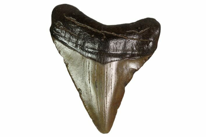 Juvenile Megalodon Tooth - Georgia #158820